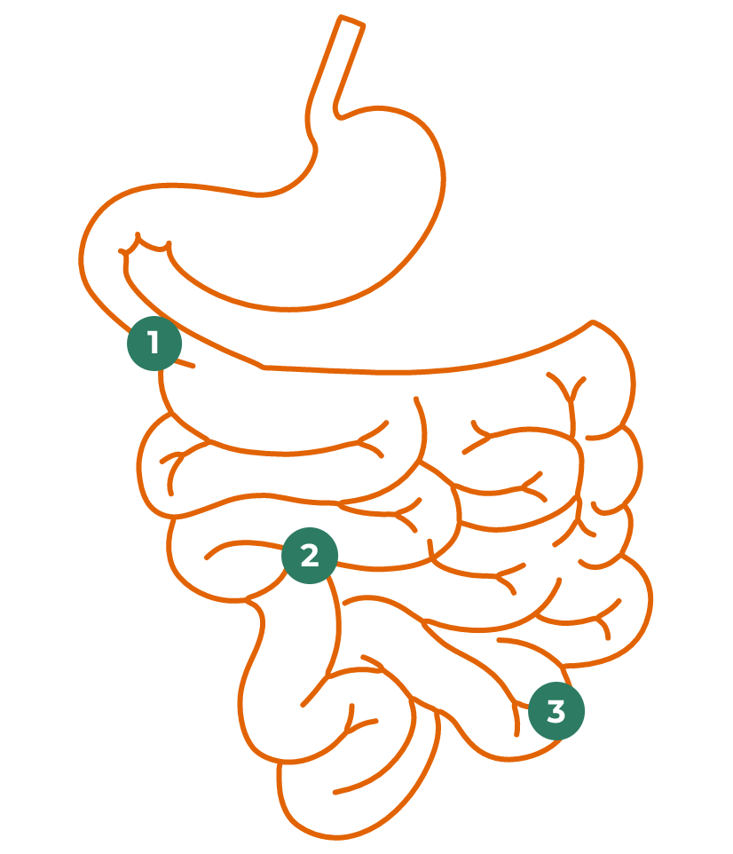 INTESTINO TENUE