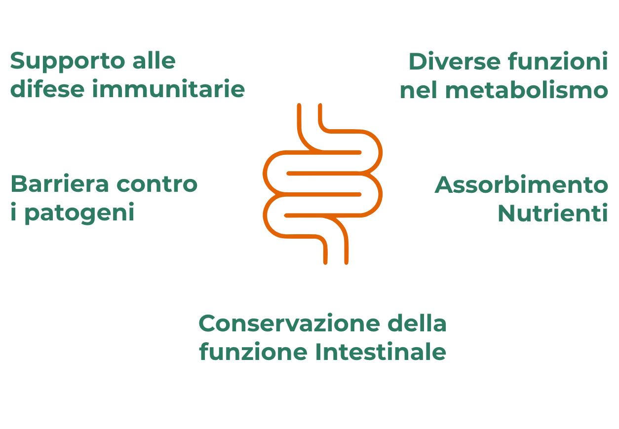 Le funzioni del microbiota intestinale